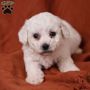 Jasper, Bichon Frise Puppy